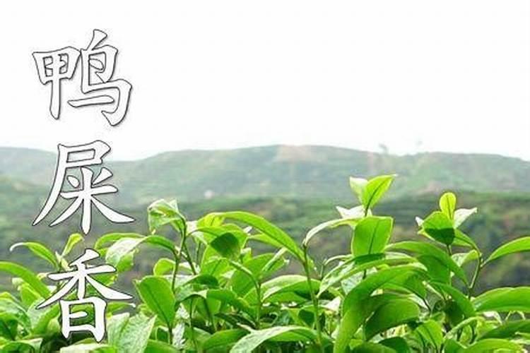 蔬菜用什么肥料最好