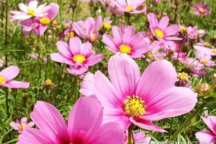 波斯菊种子发芽以后要怎么养护？有哪位能够说说看？