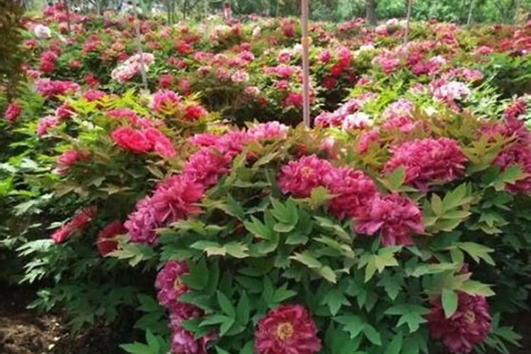 牡丹花夏季怎么施肥