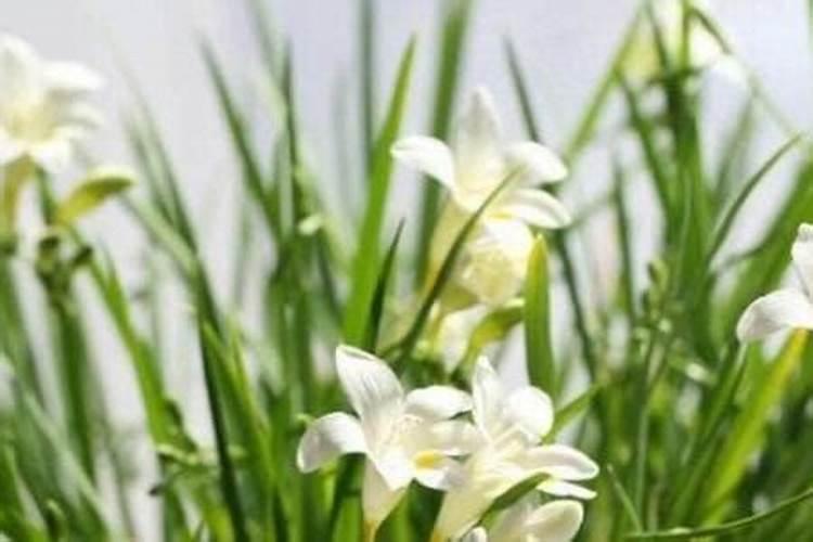 小苍兰怎么种 小苍兰种球种植要点