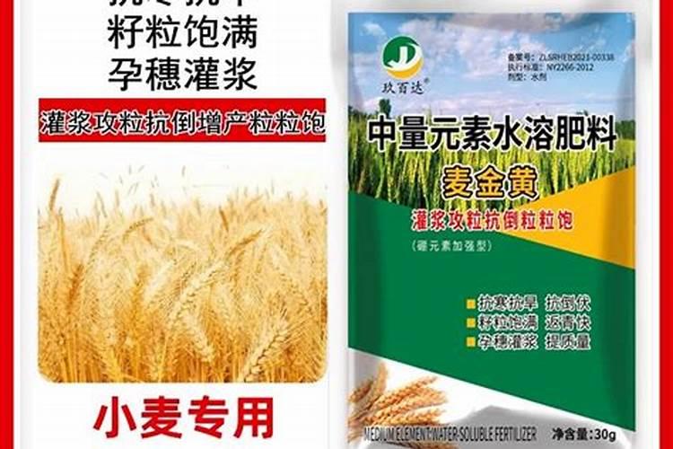 小麦灌浆期打什么叶面肥