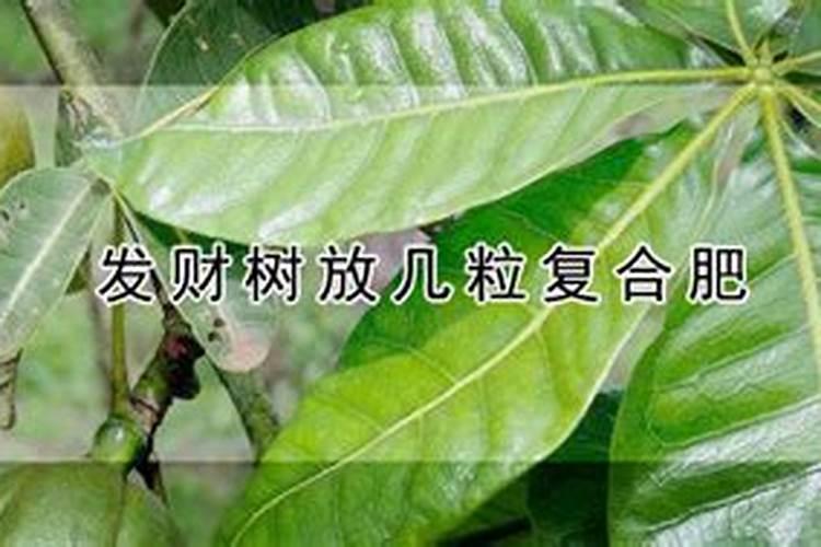 发财树放几粒复合肥