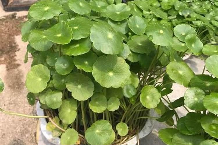 铜钱草浇什么肥最好