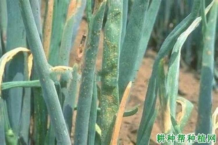 种植小香葱用什么样的肥好