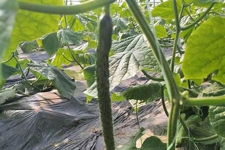 黄瓜怎么喷叶面肥好？几天一次,有没有这款肥料的施肥用量