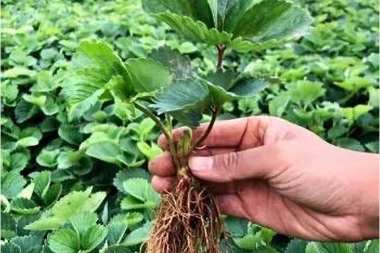 种蓝莓用什么肥料好