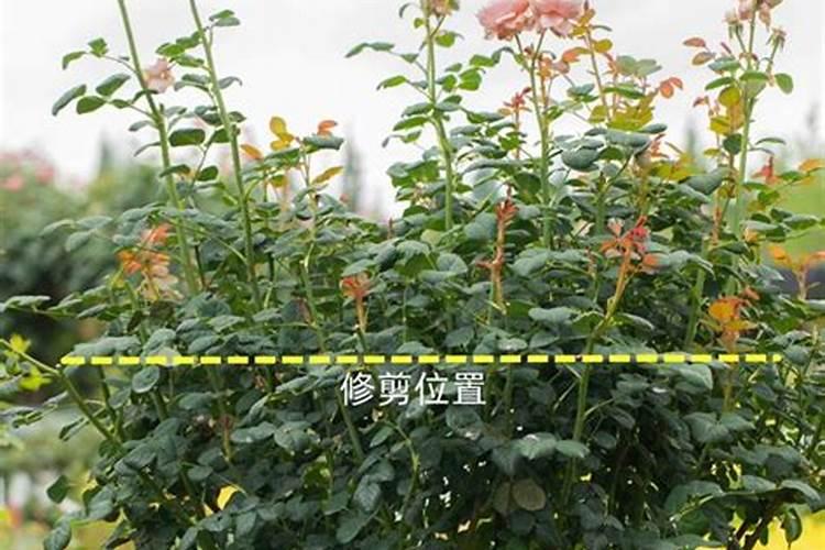 5月份月季开花过后,管理养护后会再次开花爆盆,如何养呢？