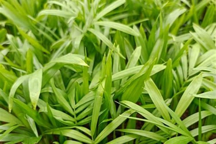 大量元素水溶肥的作用与功效 不同种类大量元素水溶肥料的用途