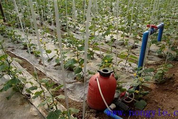 葡萄什么时候用冲施肥着色,增甜效果最好