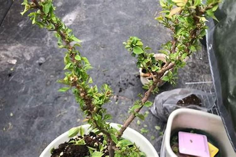 三角梅开始发芽了,后续该怎么浇水施肥才能开花？
