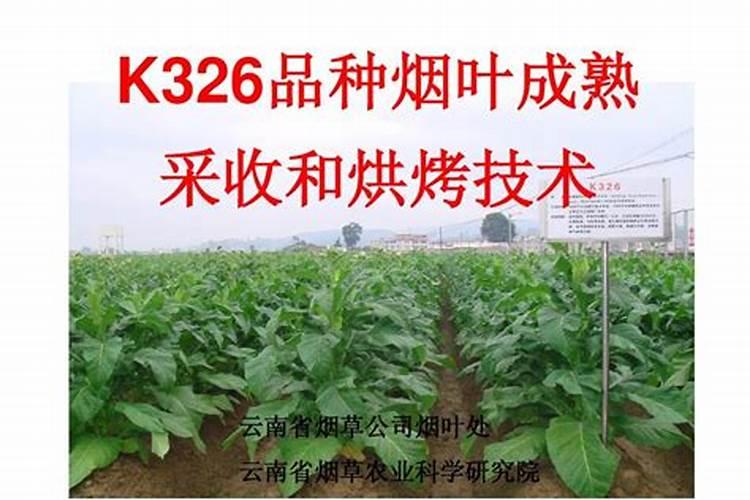 发财树根部腐烂怎么处理救治,根部腐烂救治方法