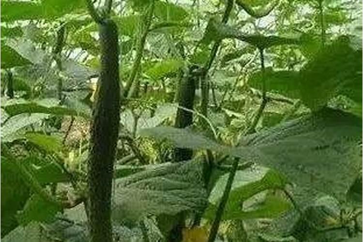 让芝麻灌浆快成熟早质粒饱满喷什么叶面肥？