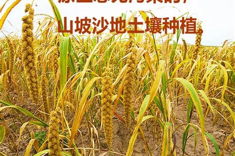 【阴雨天露天蔬菜种植】阴雨天露天蔬菜种植管理 阴雨天露地蔬菜栽培注意...