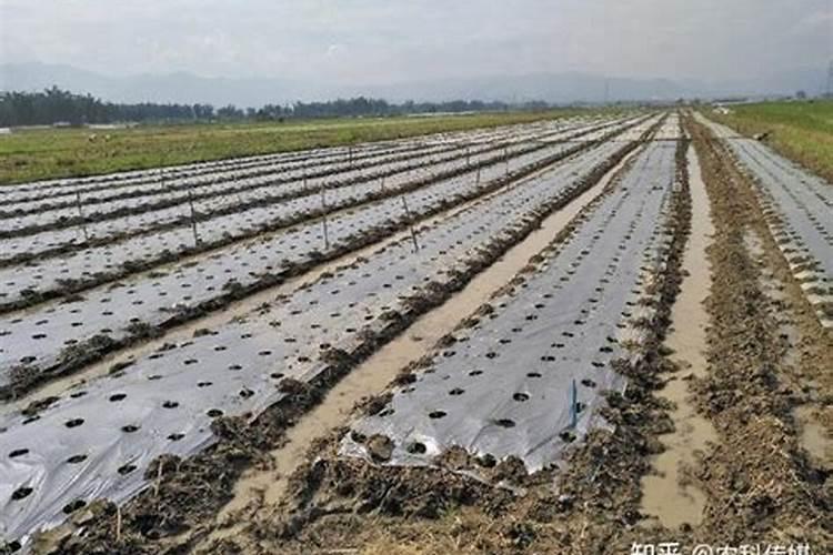 玉米喷施叶面肥效果怎么样