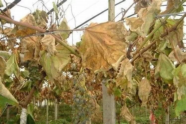 叶片发黄是缺什么肥料