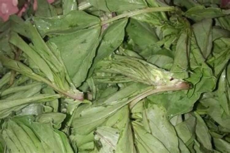“绿萝”喜欢吃“垃圾”,喂点儿烂菜叶,叶子疯长,茂密的很!