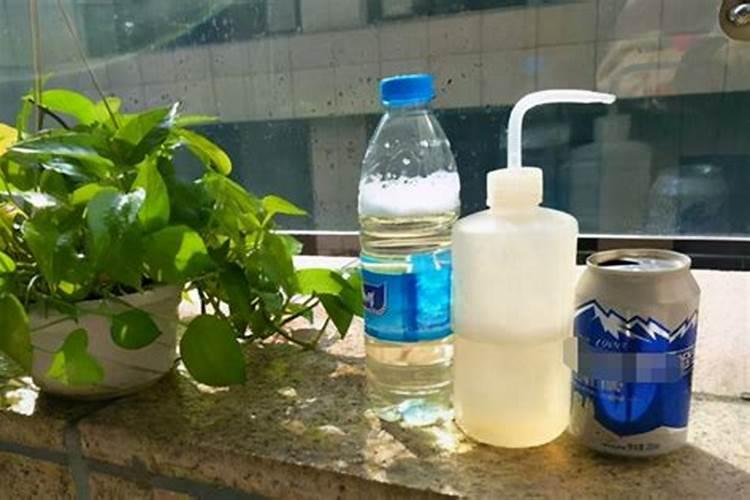 油茶地可以套种烟叶吗