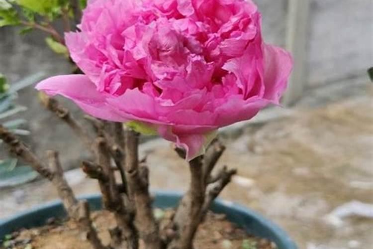 牡丹花可以喷叶面肥吗 注意事项有哪些
