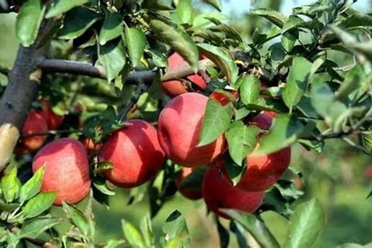 红富士苹果9月份怎样追肥