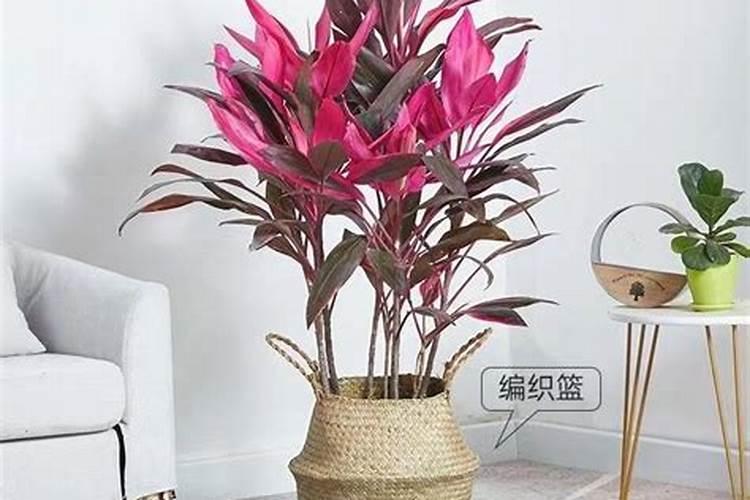 红叶朱蕉如何变粗壮,是不是应该施肥,施什么肥？