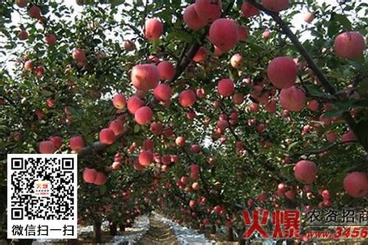 魔力宝贝(怀旧的)骑士应该学哪些技能分别在哪学
