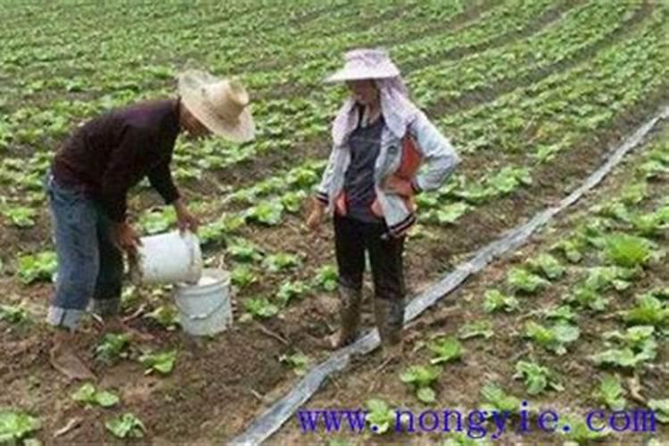白菜施肥时间和方法 白菜施肥时间和方法有哪些