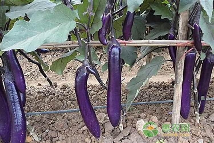 茄子怎么移栽和施肥