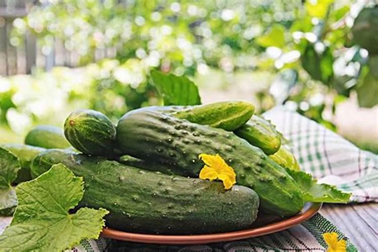 让黄瓜增产需要掌握的浇水和施肥方法有哪些？