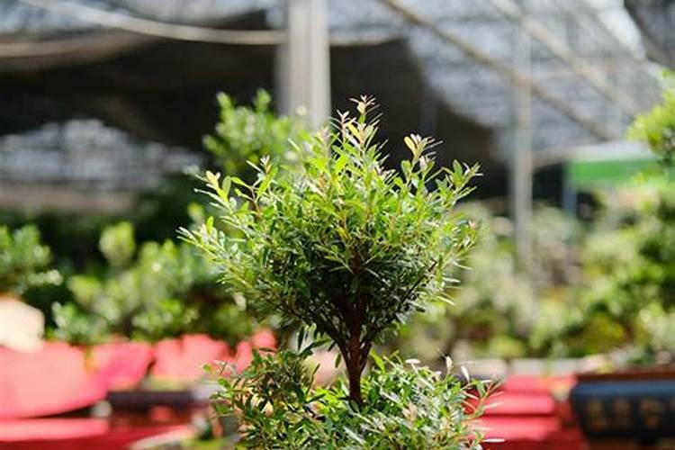 怎样提高植物吸收化肥效果