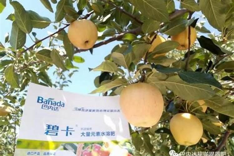 草木灰是好肥料吗？如何正确给苹果树上肥？