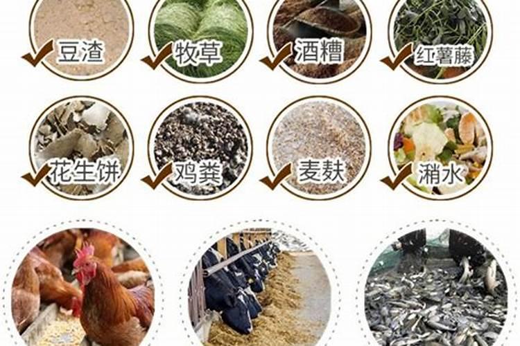 鱼蛋白自制配方比例