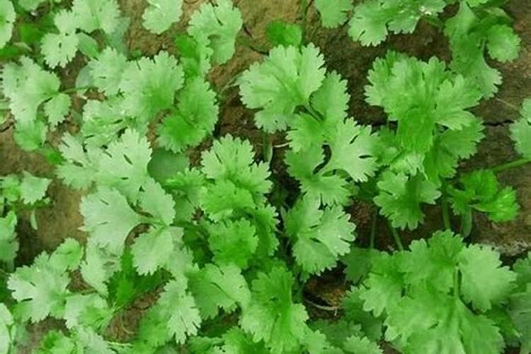 种香菜用什么肥料最好