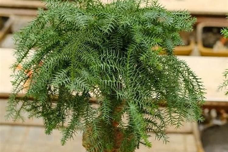 植物澳洲杉需要施什么肥料
