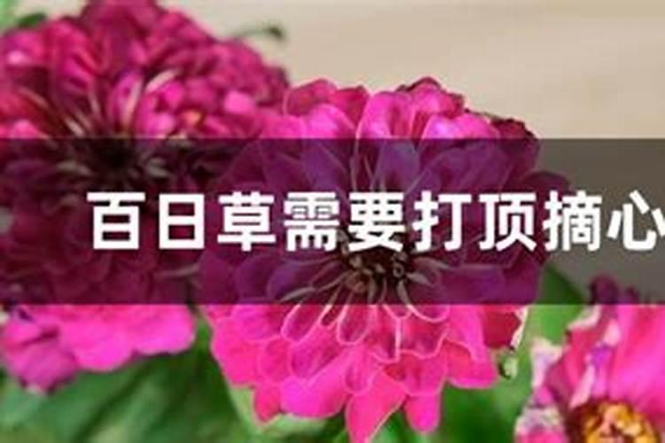 百日草生长期养护要点,百日草一年四季的养护方法