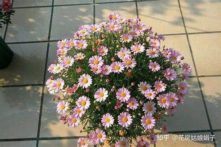 玛格丽特如何施肥