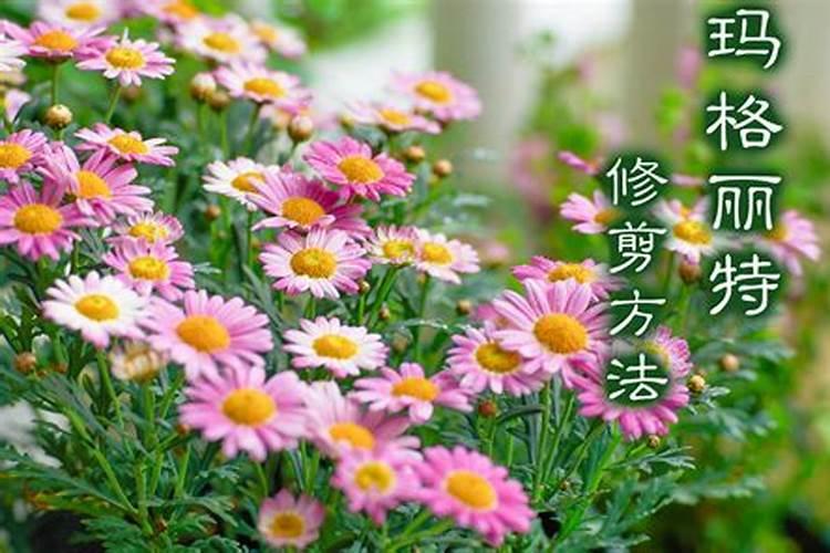 玛格丽特如何施肥 玛格丽特怎么施肥