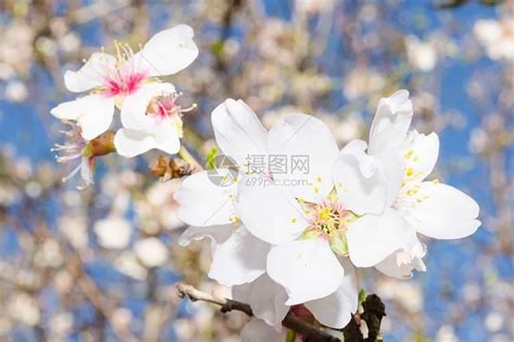 杏树为什么只开花不结果,4种方法让杏树果实产量翻倍