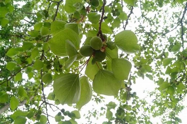 杏树上肥料要怎么上好挖几个坑好？