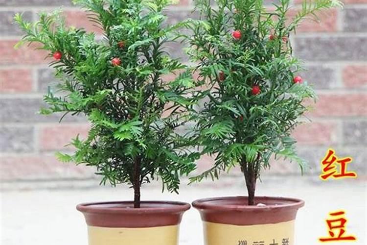 红豆杉施什么肥好,红豆杉施氮、磷、钾肥最好