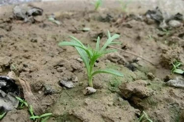 什么肥料对兰花发芽生根开花最好