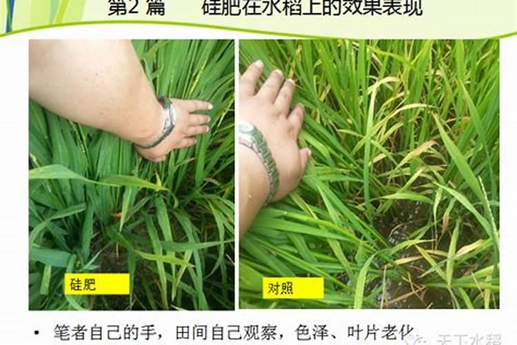 水稻褐变粒是怎么形成的 怎么防治