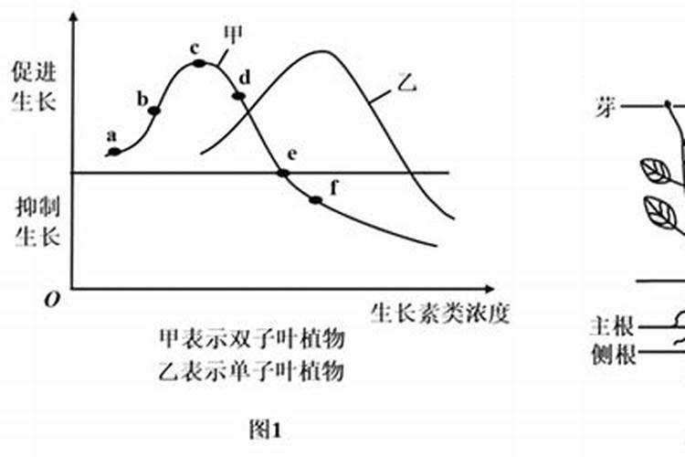 叶面专用肥有哪些种类 哪种叶面肥效果更好