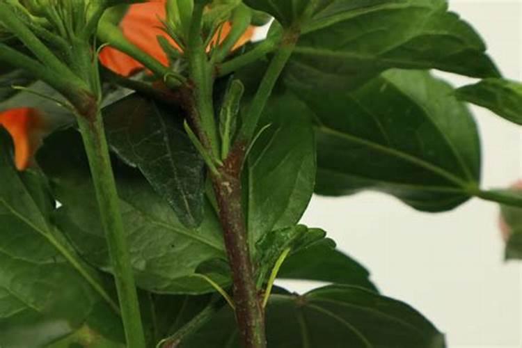 桑叶牡丹的种植方法是什么