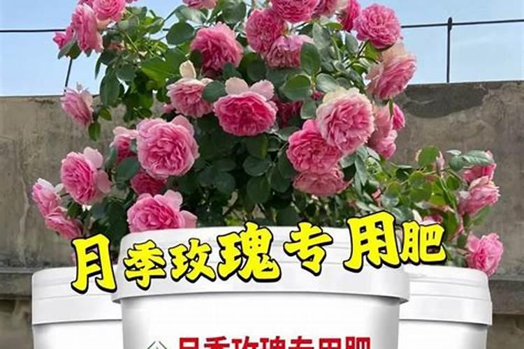 豌豆种植技巧大全