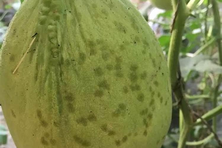 高钾肥有哪些？甜瓜在盛果期冲施高钾肥好不好？