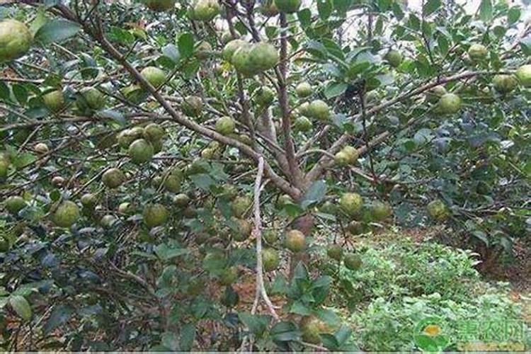 请问一亩地油茶树放多少肥料