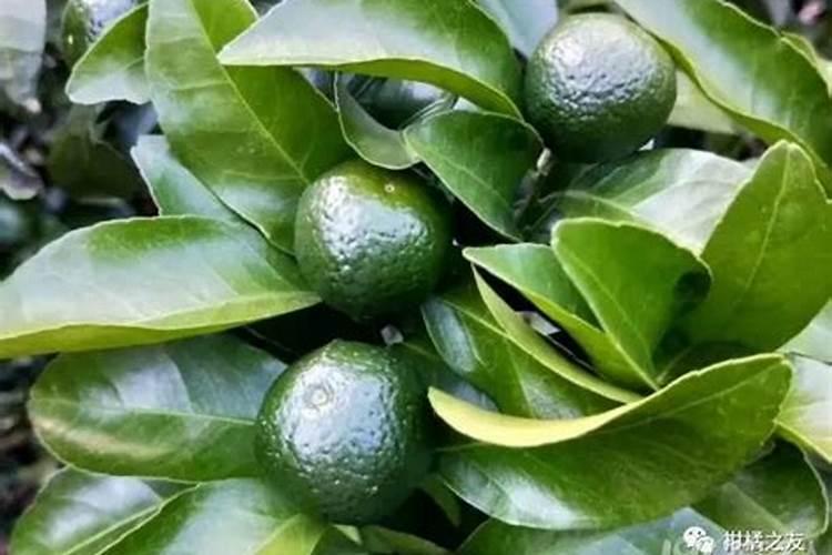 沙糖桔树壮果肥施用误区沙糖桔树种植方法