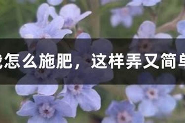 勿忘我怎么施肥,施什么肥