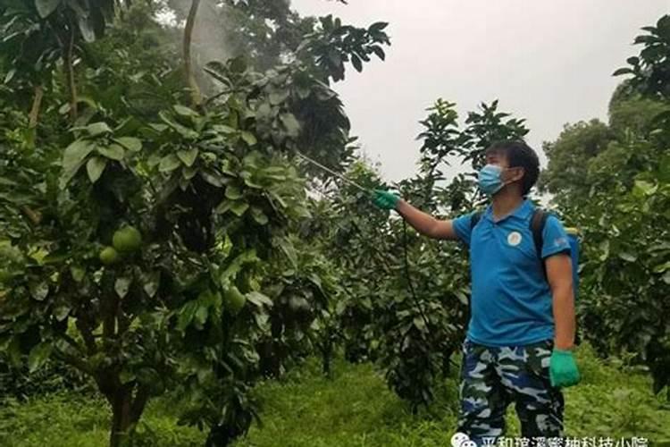 砂糖橘如何施肥 分享种植砂糖橘施肥技术经验