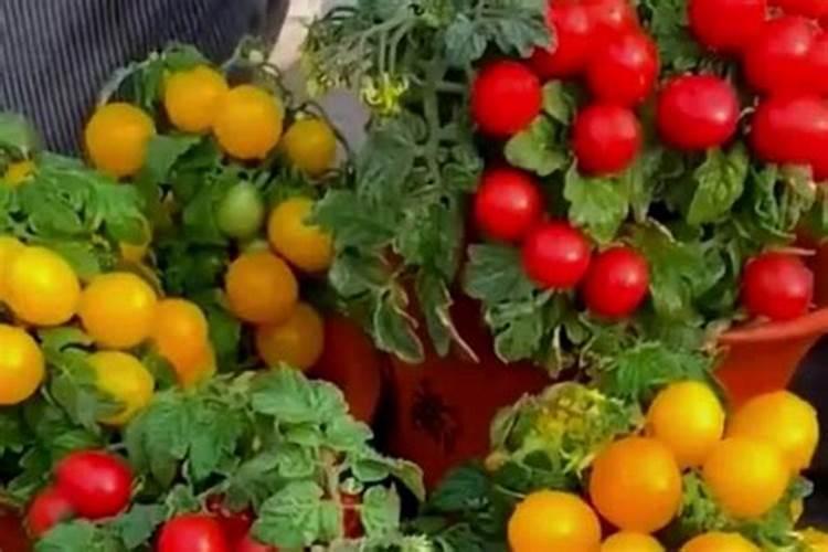 茄子开花结果期施什么肥施肥技巧有哪些